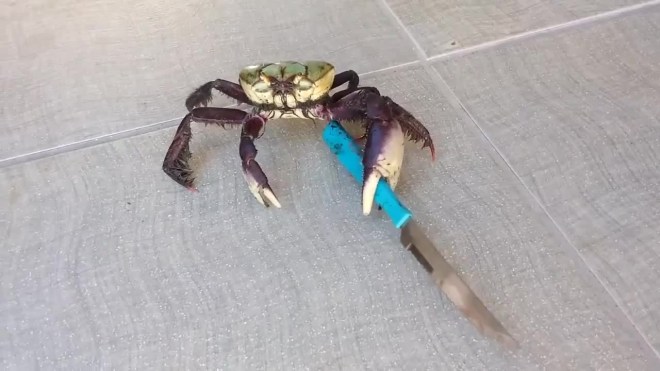 big_1473252052_image