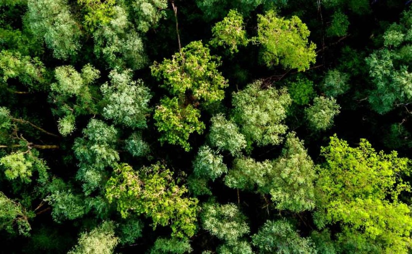 Forest for the&nbsp;trees